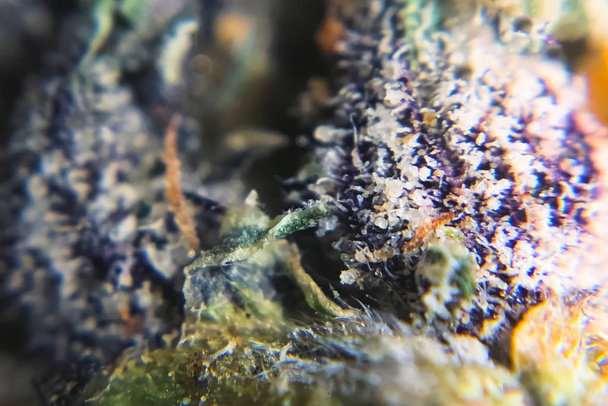 Macro photo of hemp inflorescence tips, thc crystals on cannabis - Photo, Image