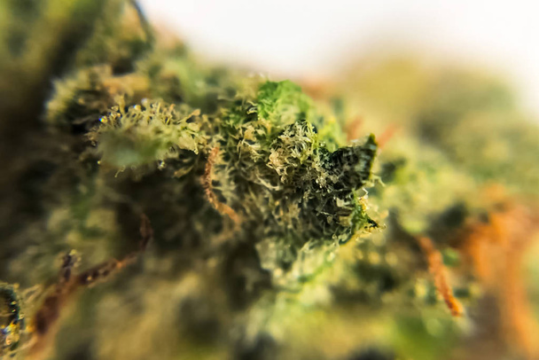 Macro foto de cáñamo inflorescencia consejos, thc cristales de cannabis
 - Foto, Imagen