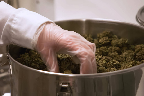 Marihuana en la sartén. Inflorescencias de cannabis en maceta en un labora
 - Foto, Imagen