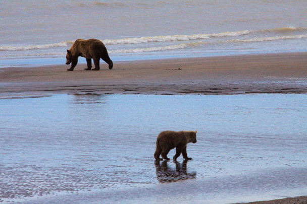 Medvědice hnědá a její mládě - Fotografie, Obrázek
