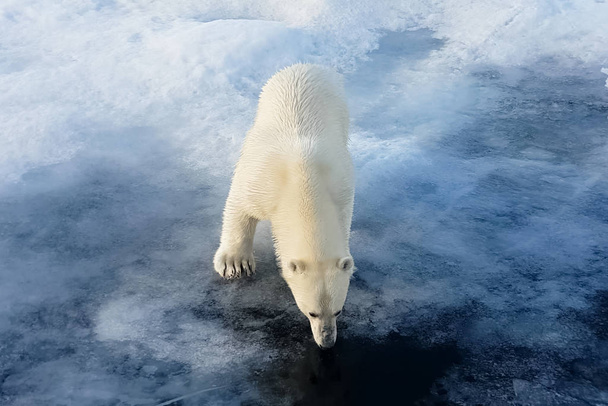 Urso polar numa bandeja de gelo. Predador ártico
 - Foto, Imagem