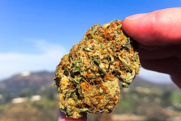 Cannabis secca pressata. Un ciuffo di marijuana secca in mano in th
 - Foto, immagini