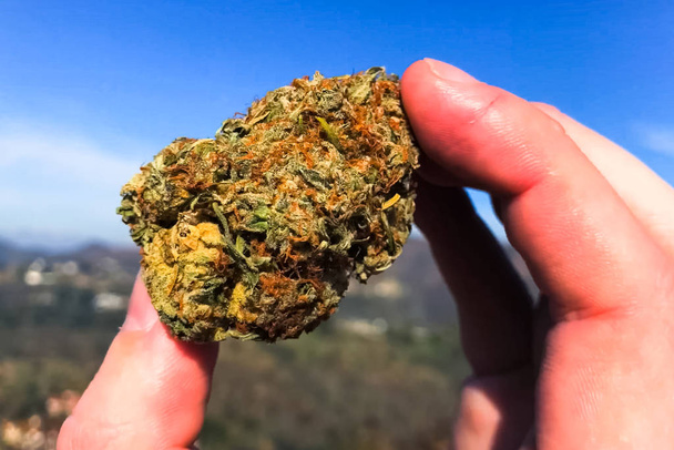 Cannabis seco prensado. Un grupo de marihuana seca en la mano
 - Foto, Imagen