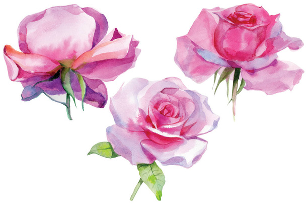 Set of pink roses Watercolor Illustration Isolated - Photo, Image