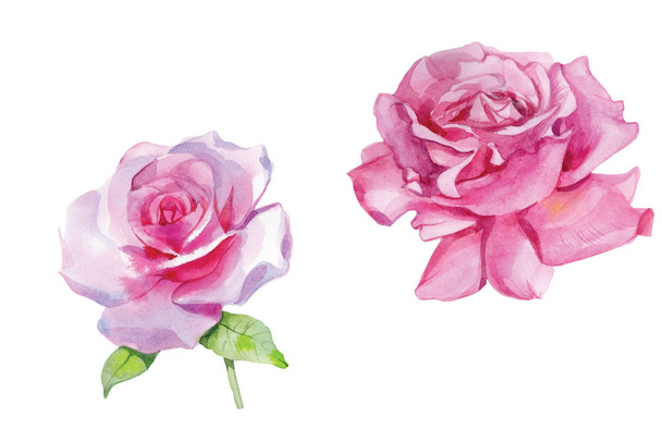 Set of pink roses Watercolor Illustration Isolated - Fotoğraf, Görsel