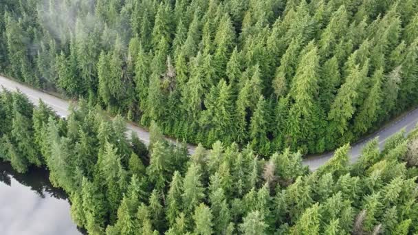 Widok z góry na drogę w środku lasu z przejeżdżającym samochodem - Materiał filmowy, wideo