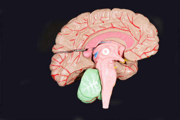 Ανθρώπινος εγκέφαλος - Φωτογραφία, εικόνα