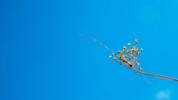 Flowers dry grass on blew sky background - Foto, afbeelding