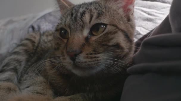 Purring huisdier tabby kitten kijken rond close-up - Video