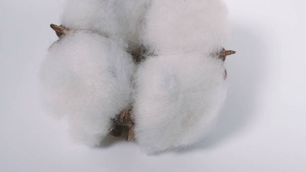 Imagens macro close-up de flores de algodão em estúdio tiro que representam suavidade textura macia e suave para a pele e material para fazer vestido, como camiseta ou jeans denim ou para a indústria da beleza
. - Foto, Imagem