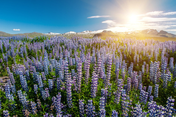 Lupin and mountains - Photo, Image