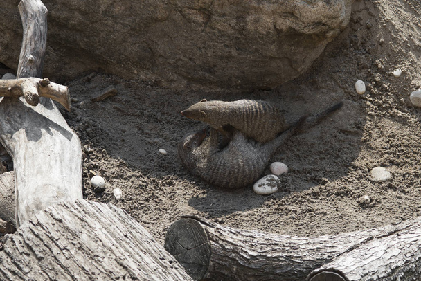 Mongooses play among stones and sand, close-up - Photo, Image