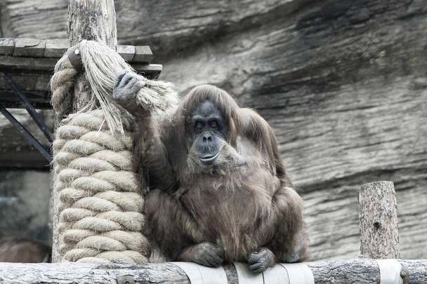 Big orangutan holding on to a rope, portrait. - Photo, Image