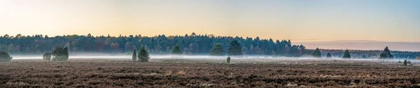 Panoramic view of misty fog above heathland with pine forests in Luneberg Heide woodland - Photo, image