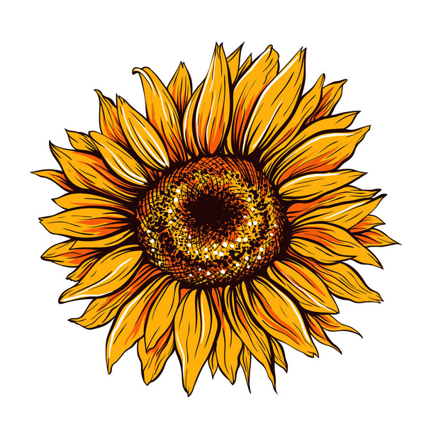 Sunflower close up hand drawn vector illustration - Vector, Image