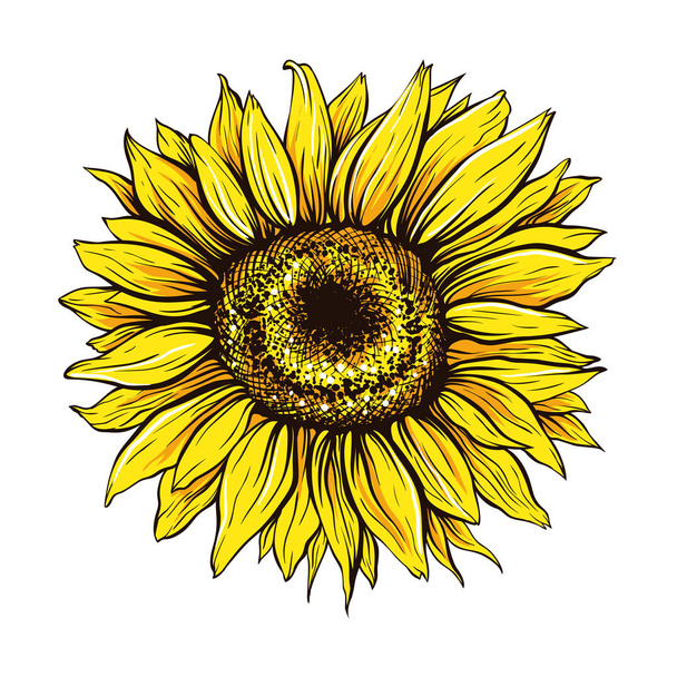 Sunflower close up hand drawn vector illustration - Vector, Image