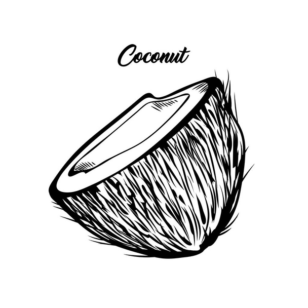 Open coconut hand drawn vector illustration - Vector, Image