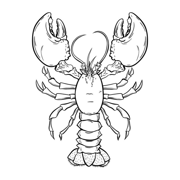 Lobster, crayfish hand drawn outline Illustration. Crawfish, crustacean ink pen sketch. Seafood restaurant delicacy. Underwater biology freehand drawing. Sealife isolated engraving design element - Vector, Image