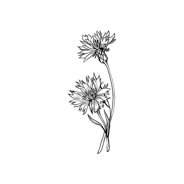 コーンフラワーブラックインクベクトルイラスト。夏の草原の花、名前が刻まれたスケッチと蜂蜜の植物。一般的なナプ雑草の概要。碑文とCentaurea nigra植物の黒と白の図面 - ベクター画像
