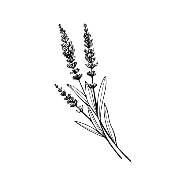 Lavender black and white vector sketch. Fragrant French wildflower with title. Violet summer honey plant sketched outline. Blooming aromatic Provence wild flower engraving. Aromatherapy scent - Wektor, obraz