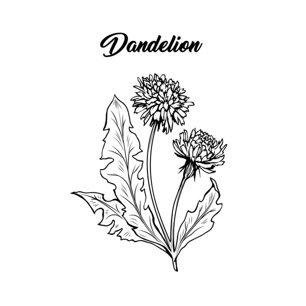 Ανθισμένη πικραλίδα ελεύθερη διανυσματική απεικόνιση. Φυτό μελιού άνοιξη, περίγραμμα αγριολούλουδου. Εύθραυστο καλοκαιρινό λουλούδι, φύλλα Taraxacum και μονοχρωματική χάραξη πέταλων. Postcard, στοιχείο σχεδίασης αφίσας - Διάνυσμα, εικόνα