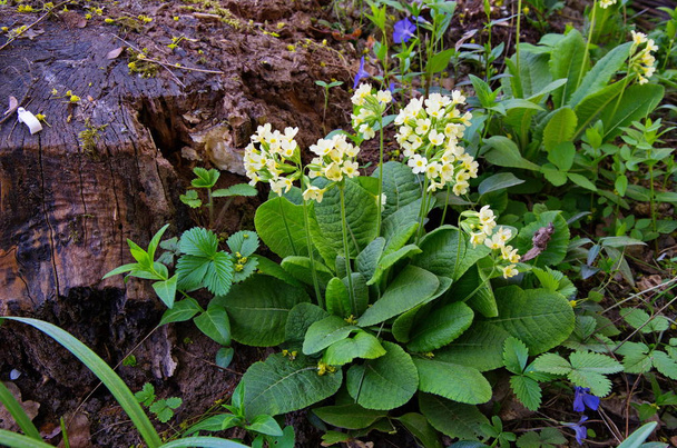 Cowslip Primula blooming in the spring - 写真・画像