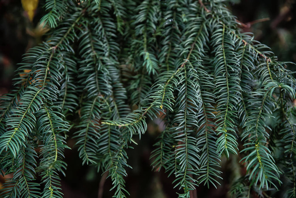 Πράσινα φύλλα Yew ή Taxus baccata - Φωτογραφία, εικόνα