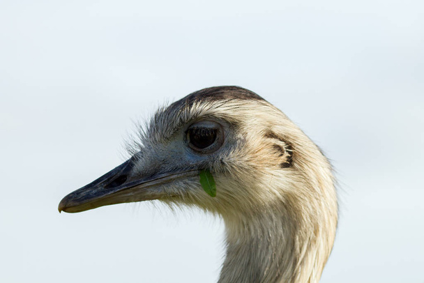Retrato de cerca de la cabeza de avestruz comiendo hierba en la reserva natural frente al cielo azul
 - Foto, Imagen