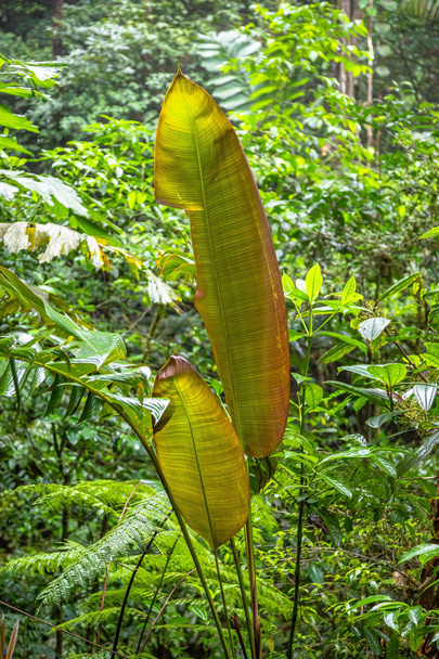 Regenwald in Costa Rica - Foto, Bild