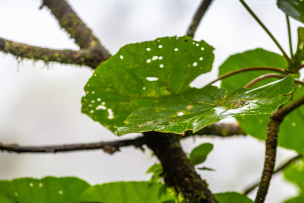 Bosque lluvioso en Costa Rica - Foto, Imagen