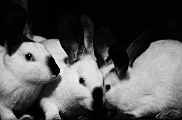 white rabbits on a dark background, close up, black and white photo - Valokuva, kuva