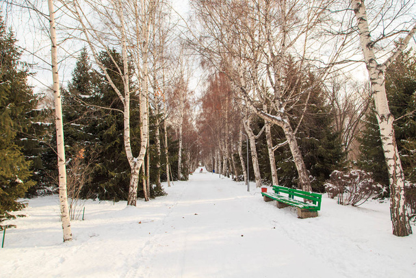 Spacerowa uliczka w Winter Park. Ścieżka wykonana z zielonych drzew choinkowych i brzozy pod śniegiem. Śnieżna ziemia. Krajobraz naturalny - Zdjęcie, obraz