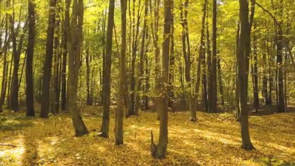 4k.Aeriał. Jesienny żółty las. Światło słoneczne, opadłe liście. lot boczny - Materiał filmowy, wideo