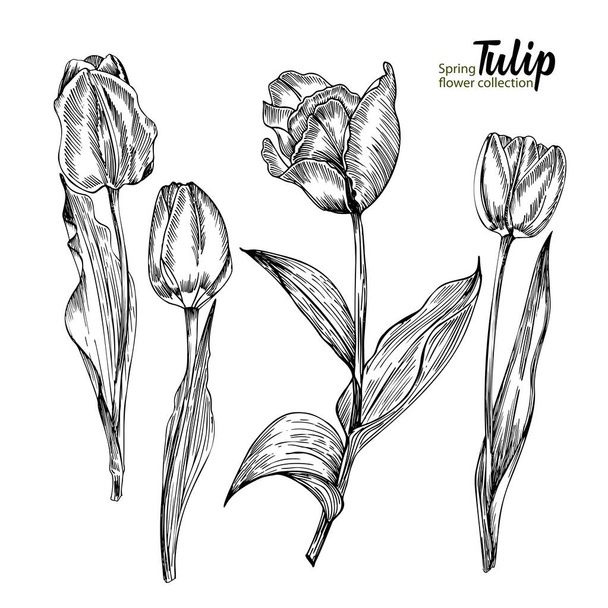 Spring flower bouquet of tulips on white background. Engraving drawing style Realistic botanical nature floral sketch pattern. - Vector, Imagen