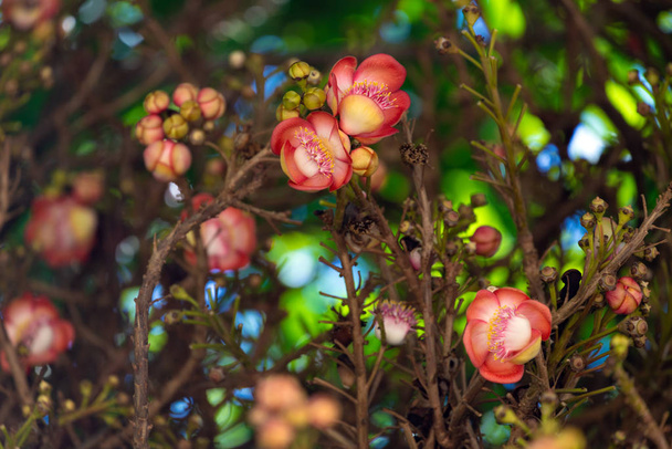 Shorea robusta flores
 - Foto, Imagen