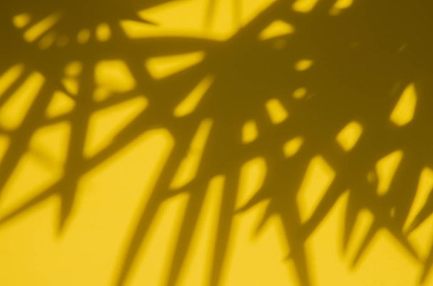 Abstract background with palm leaf shadows on yellow - 写真・画像