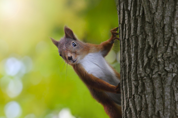 Squirrel - Photo, Image