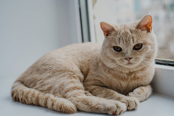 a light colored British cat lies on a window sill near a glass - Zdjęcie, obraz