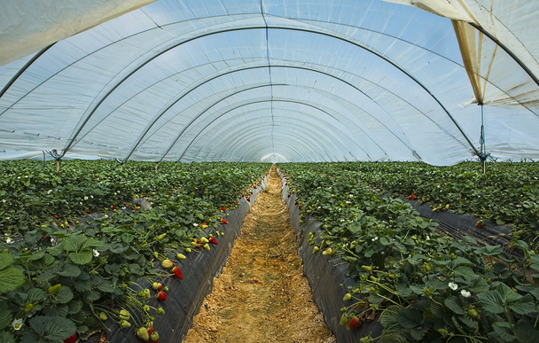 φράουλα καλλιέργεια σε huelva - Φωτογραφία, εικόνα