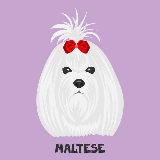 Renkli bir arka planda köpek yüzü. Breed Maltese. Düz resim. Pop sanatının tarzında bir resim.. - Vektör, Görsel