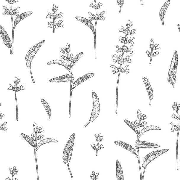 Sage flower pattern. - Vektor, kép