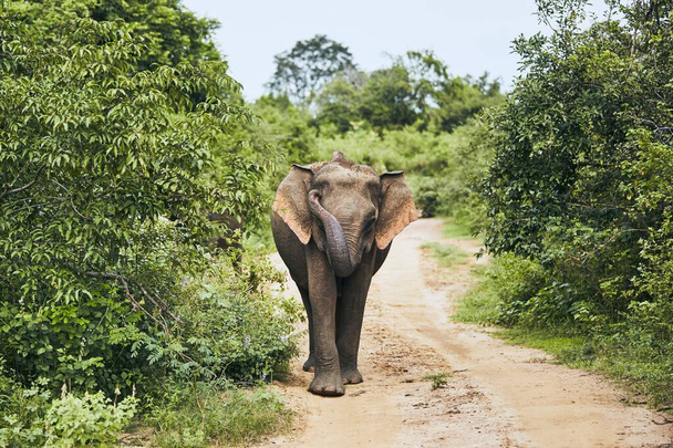 Sri Lanka 'da vahşi yaşam fili - Fotoğraf, Görsel
