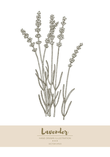 Lavender illustration. - Vector, Imagen