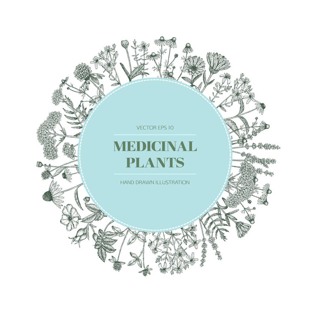 Medicinal plants. - Vector, Image