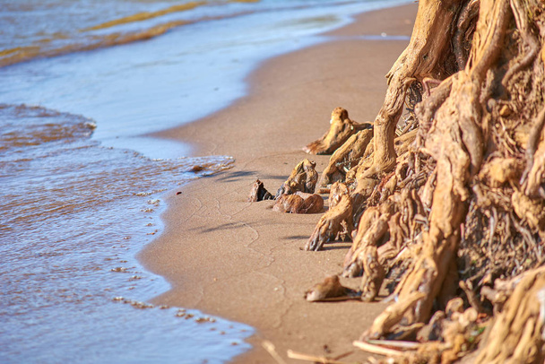 Seelandschaft. Äste und Wurzeln ragen aus dem Sand. alt getrocknet t - Foto, Bild
