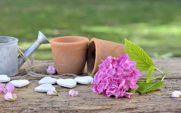 вазони, балончик для поливу і рожева квітка на дерев'яному столі в саду
  - Фото, зображення