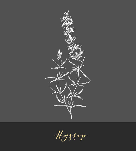 Vector hyssop herb. - Вектор,изображение