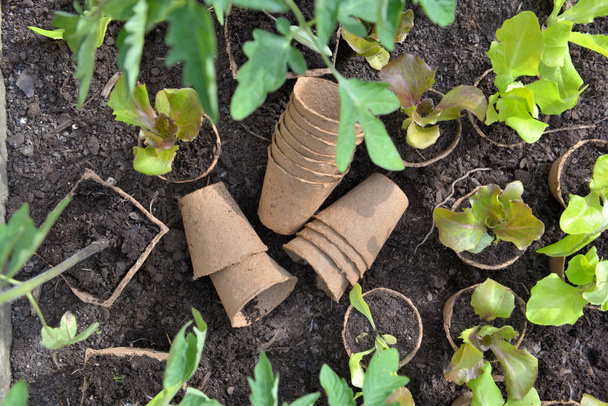 vista superior sobre macetas de turba y hoja de plántulas en el suelo del jardín
  - Foto, Imagen