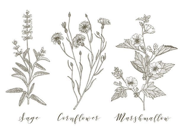 Vector medicinal herbs. - Vetor, Imagem