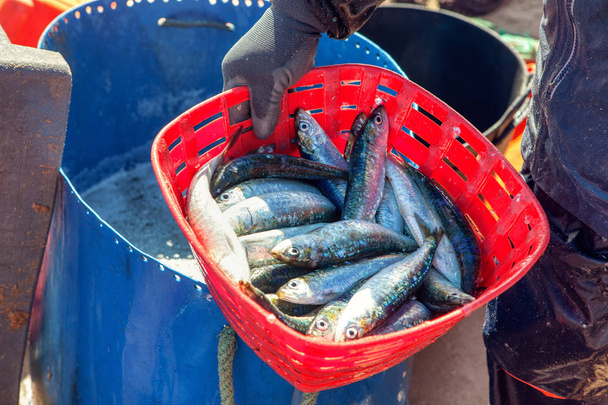 sardina cattura nel cestino
 - Foto, immagini